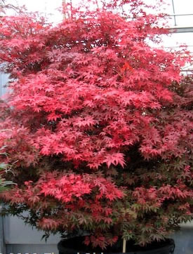 Acerpalmatum 'Englishtown'